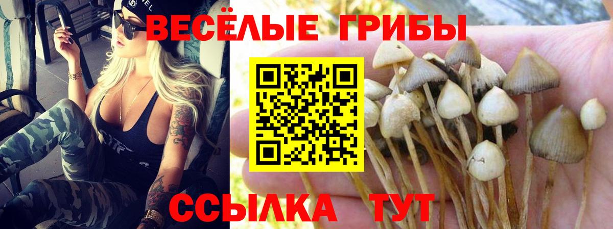 Галлюциногенные грибы прущие грибы Гатчина